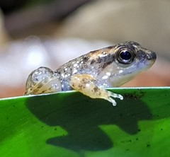 Hyloxalus bocagei