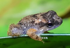 Hyloxalus bocagei