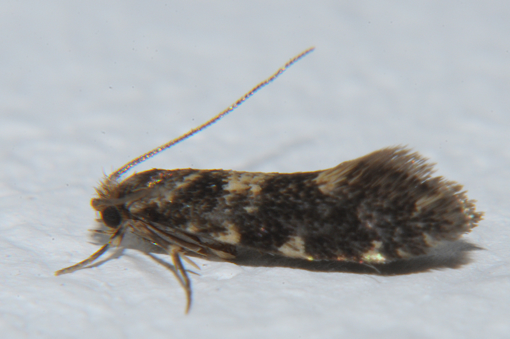 Small Timber Clothes Moth