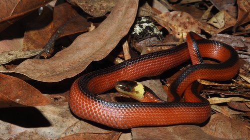 Photo of a Mussurana montana (Mussurana montana)