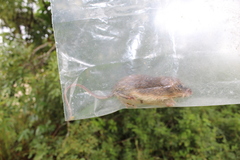 Heteromys desmarestianus