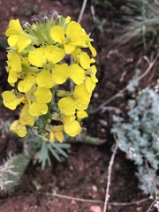 Erysimum asperum