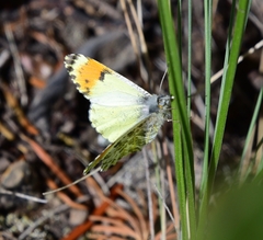 Anthocharis julia sulfuris