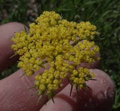 Musineon tenuifolium