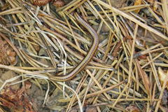 Californiulus yosemitensis