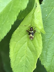 Closterotomus fulvomaculatus