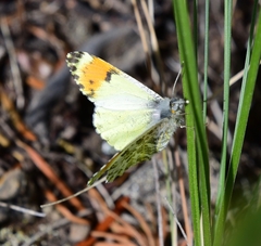 Anthocharis julia sulfuris