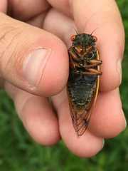 Magicicada cassinii