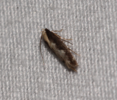 Agnippe prunifoliella