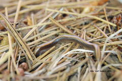 Californiulus yosemitensis