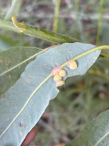 iNaturalist observation photo of Willow Apple Gall Sawfly