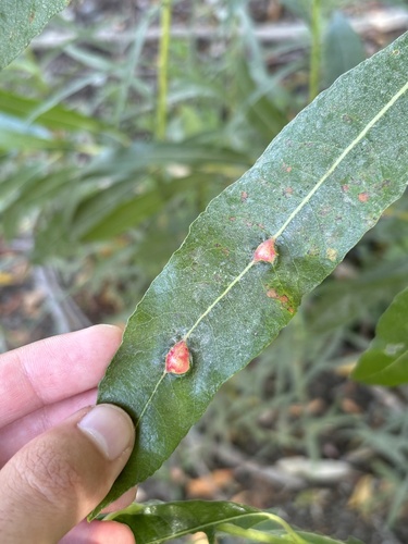 iNaturalist observation photo of Willow Apple Gall Sawfly