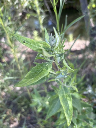 iNaturalist observation photo of California mugwort