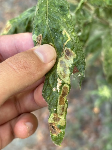 iNaturalist observation photo of Calycomyza artemisiae