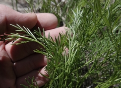 Musineon tenuifolium