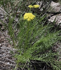 Musineon tenuifolium