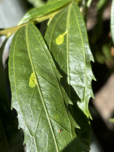 iNaturalist observation photo of Cremastobombycia