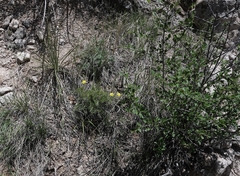 Musineon tenuifolium