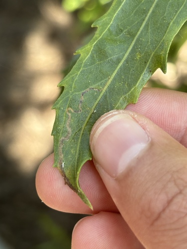 iNaturalist observation photo of Liriomyza leaf-mining flies