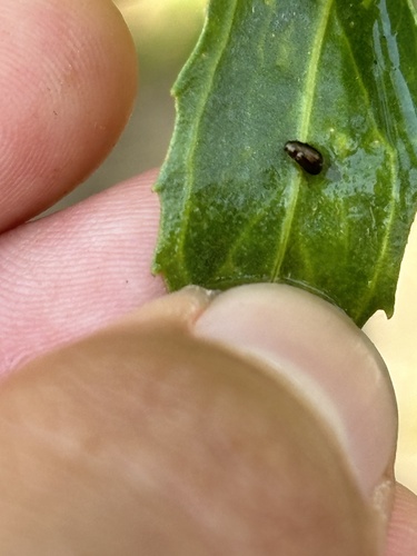 iNaturalist observation photo of Bronze Leaf Beetle