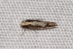 Agnippe prunifoliella
