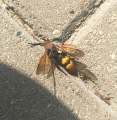 Megascolia maculata maculata