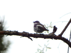 Ficedula hypoleuca