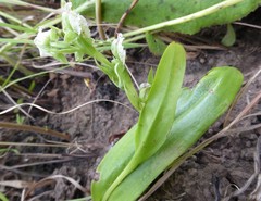 Pterygodium hastatum