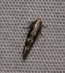 Agnippe prunifoliella