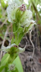 Pterygodium hastatum