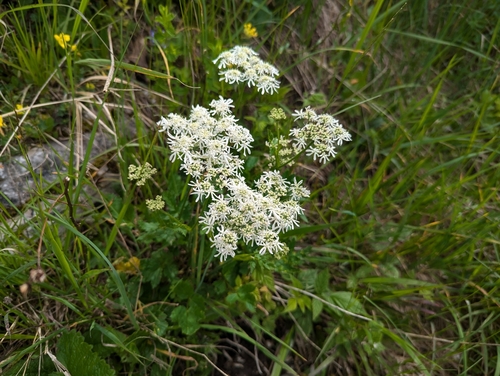 Image of Heracleum austriacum by (c) Elias, some rights reserved (CC BY)