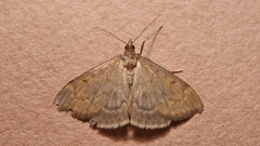 Anania fuscalis