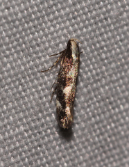 Agnippe prunifoliella