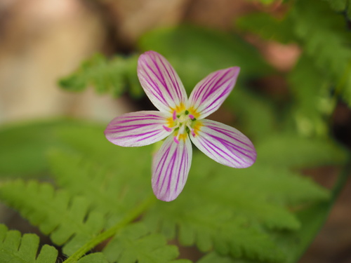 Carolina Springbeauty