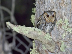 Psiloscops flammeolus