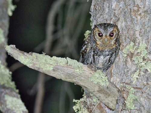 Flammulated Owl