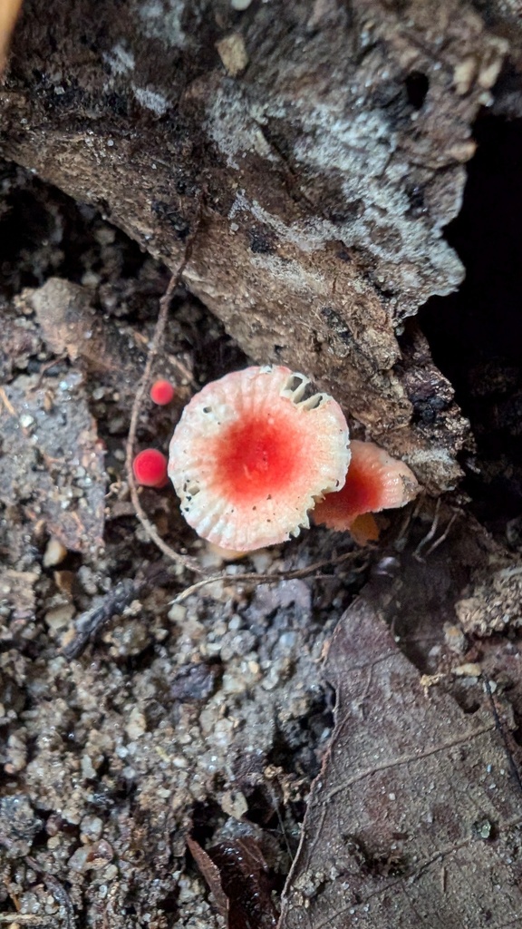 Russula ryukokuensis
