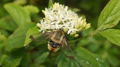 Hemaris tityus