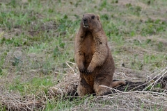 Marmota kastschenkoi