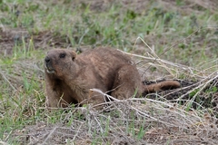 Marmota kastschenkoi