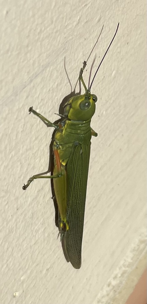 Copiotettix megacephala