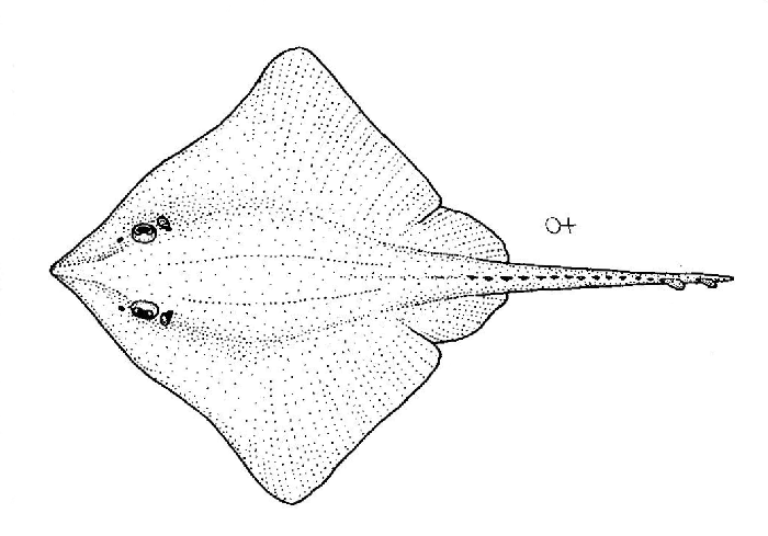 Richardson's Ray