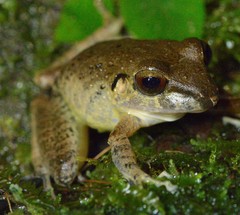 Pristimantis conspicillatus