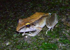 Pristimantis conspicillatus