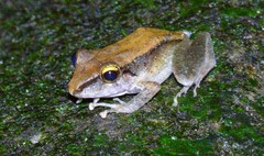Pristimantis conspicillatus