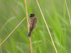 Emberiza aureola