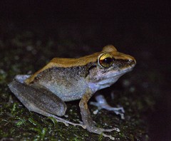 Pristimantis conspicillatus