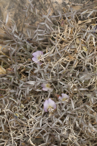 Image of Astragalus panamintensis by (c) Steve Matson, some rights reserved (CC BY)