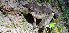 Pristimantis variabilis