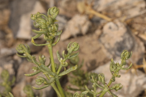 Image of Scopulophila rixfordii by (c) Steve Matson, some rights reserved (CC BY)